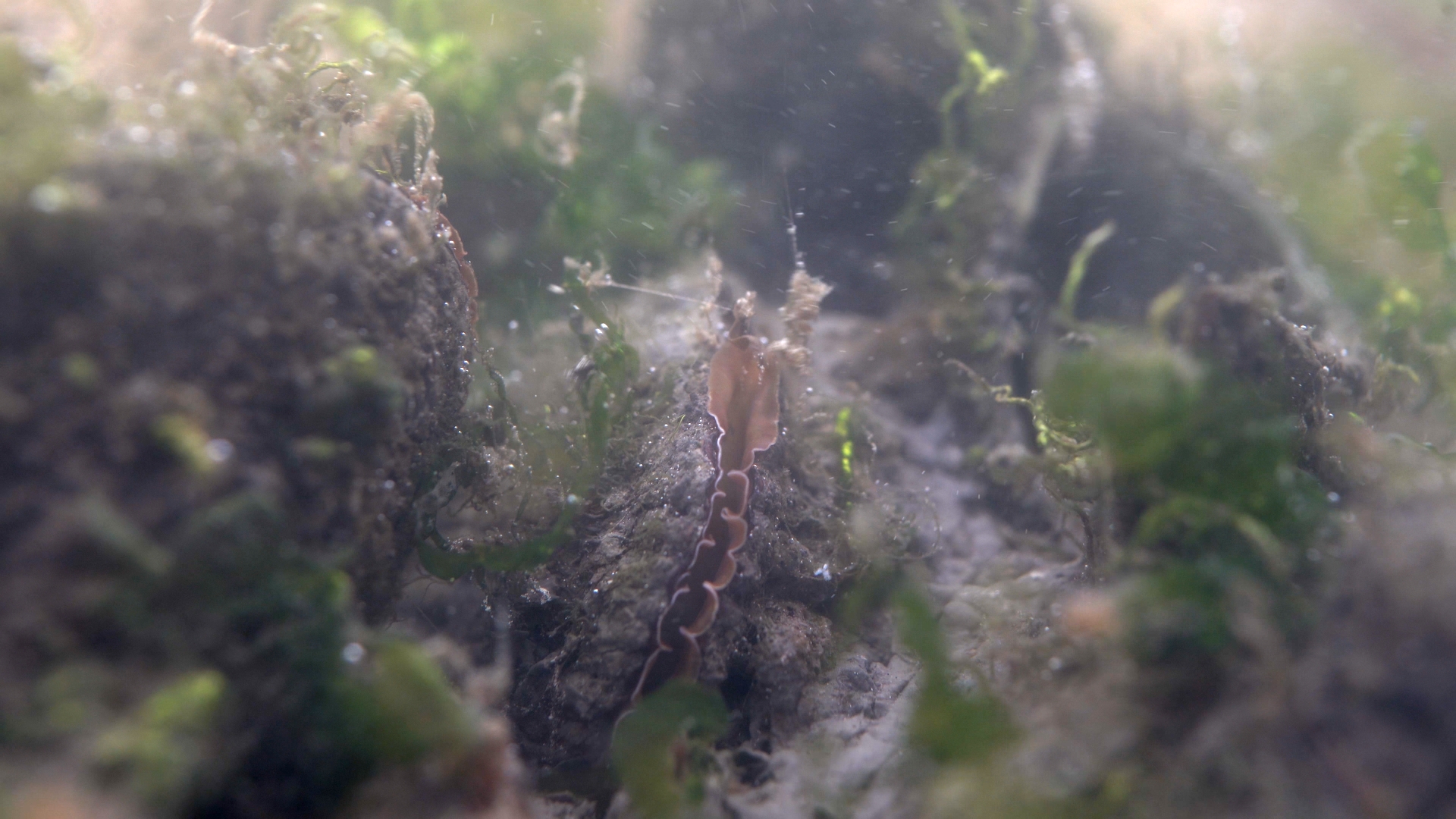 Underwater macro of a mussel among algae