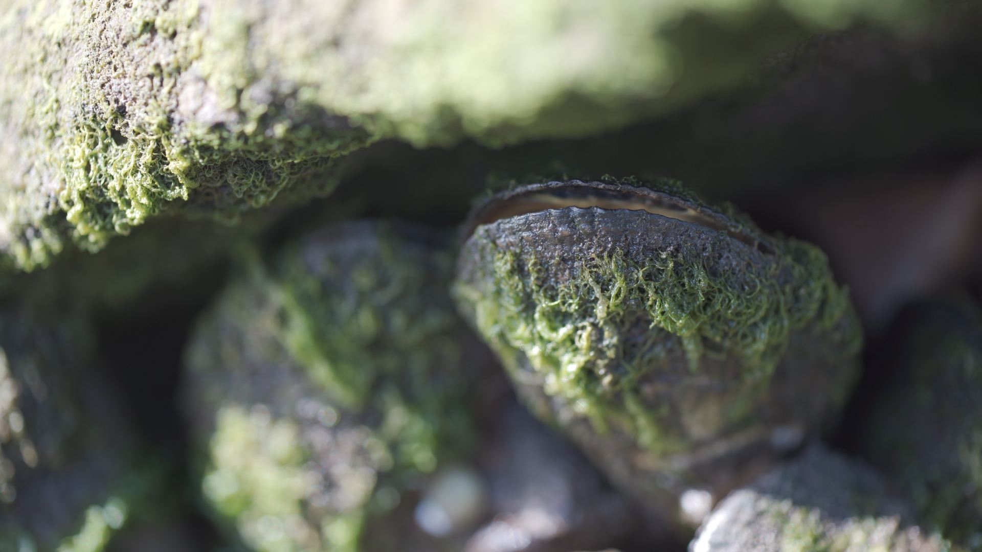Macro of a mussel covered in algae among rocks